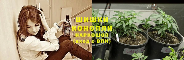 прущие грибы Абаза