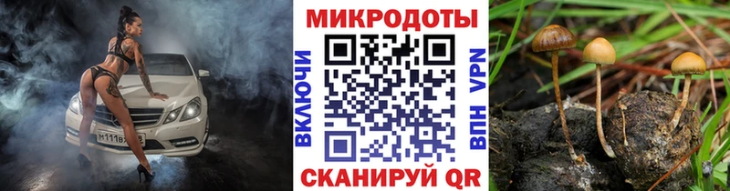 Псилоцибиновые грибы Psilocybine cubensis  Псков 